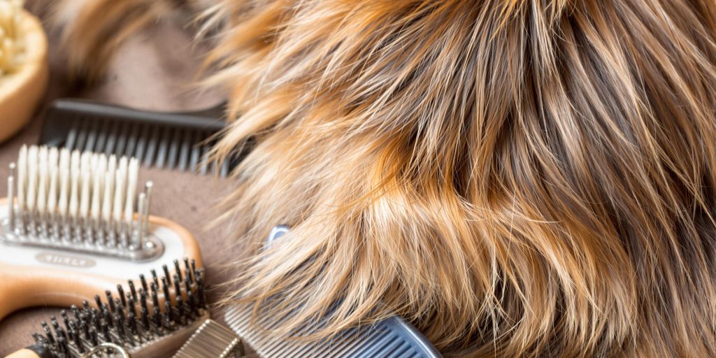 Hundefellpflege mit Bürsten und Kämmen.