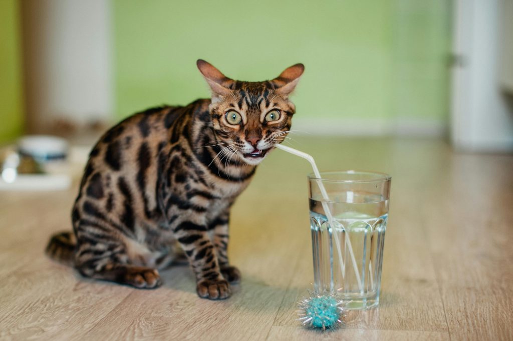 Bengal cat amusingly drinks water through a straw on the floor, indoors.