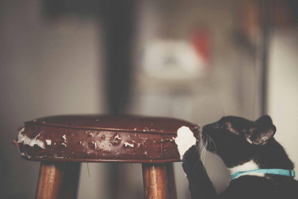 A black and white cat wearing a blue collar scratches a worn wooden stool indoors.